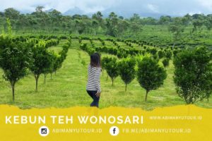 TEMPAT WISATA MALANG KEBUN TEH WONOSARI