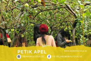 TEMPAT WISATA MALANG PETIK APEL